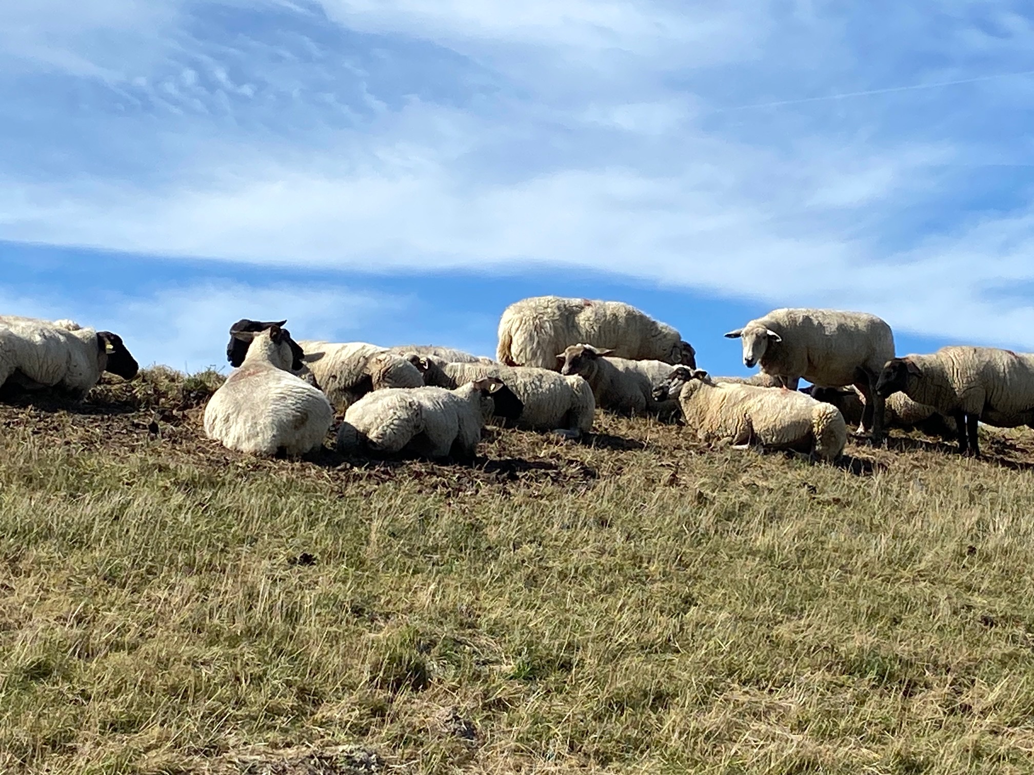 Schafe am Deich – Ruhe und Klarheit als Sinnbild für Zusammenarbeit